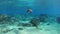 Slow motion underwater video of turtle with fish