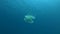 Slow motion, Upside-down jellyfish swims in the blue water, on background surface of water. Upside Down Jellyfish