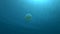 Slow motion, upside-down jellyfish swims in the blue water, on background surface of water. Upside Down Jellyfish