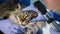 Slow motion vet service shot. Veterinarian examining eyes Maine Coon breed cat