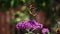 Slow motion video: Beautiful Butterfly flutters over a Buddleja flower. Red Admiral Vanessa atalanta