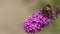 Slow motion video: Beautiful Butterfly Small Tortoiseshell flies up to a Buddleja flower and sits on it