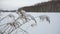 Slow motion video of a beautiful winter landscape, grass on coast of lake.