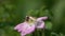 Slow Motion Video: Bee with a very thin waist collects pollen on a rosehip flower, then rolls down somersault