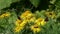 Slow Motion Video: Butterfly European Peacock Aglais io  flutters over Elecampane flowers