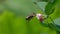 Slow Motion Video: Honey Bee checks Flower of Common Snowberry Symphoricarpos albus for nectar