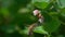 Slow Motion Video: Honey Bee fluttering over a flower of Common Snowberry Symphoricarpos albus