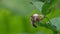 Slow Motion Video: Honey Bee sits on a Flower of Common Snowberry Symphoricarpos albus and sucks nectar