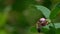 Slow Motion Video: Honey Bee sits on a Flower of Common Snowberry Symphoricarpos albus and sucks nectar