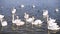 Slow motion video. Many swans on river. Street city animal. Cygnus swim