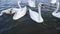 Slow motion video. Many swans on river. Street city animal. Cygnus swim