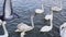 Slow motion video. Many swans on river. Street city animal. Cygnus swim