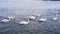 Slow motion video. Many swans on river. Street city animal. Cygnus swim