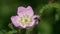 Slow Motion Video: Miner Bee flies to a wild dog-rose flower. Clark`s Miner Bee Andrena clarkella