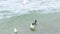 Slow motion video.Seagull, black cormorant birds