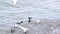Slow motion video.Seagull, black cormorant birds swimming turquoise sea