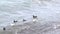 Slow motion video.Seagull, black cormorant birds swimming turquoise sea and waves during overcast weather.