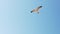 Slow motion video of seagulls flying against the sky.