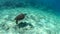 Slow motion video of turtle underwater of sea