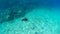 Slow motion video of turtle underwater of sea