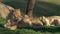 In this slow-motion video, two lioness luxuriates in the sun.