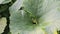 Slow motion water drops fall on the surface of the squash plant leaf