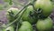 Slow motion water drops fall on the unripe green fruit of tomatoes