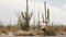 Slow motion wide shot, young tourist man walking along amazing big Saguaro cactus desert on Arizona national park road.