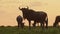 Slow Motion of Wildebeest Herd Silhouette, Silhouetted in Orange Sunset, Grazing Grass in Africa Sav