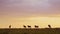 Slow Motion of Wildebeest Herd Under Big Dramatic Beautiful Orange Sunset Stormy Storm Clouds and Sk