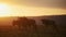 Slow Motion of Wildebeest Herd Walking at Sunset, Great Migration in Africa Landscape Scenery in Bea