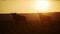 Slow Motion of Wildebeest at Sunset with Sun Setting Behind in Africa, Beautiful Orange Sky and Sunl