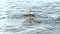 SLOW MOTION: Woman swimming in the sea.