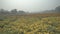 slow motion of yellow marigold flowers at valley of flowers, Khirai, West Bengal, India.