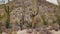 Slow motion young beautiful tourist woman looking back at camera among giant Saguaro cactus plants in Arizona desert.