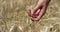 Slow motion of young farmer hand touching wheat ear on a sunlight in 4k &#close up