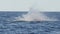 slow motion of a young humpback whale breaching at merimbula- 180p