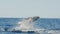 slow motion of a young humpback whale emerging from underwater and breaching at merimbula