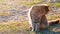 Slow motion young tabby cat cleaning its dorsal carefully on the ground in a park on a sunny day.