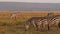 Slow Motion of Zebra Herd Grazing Savanna, Africa Animals on Wildlife Safari in Masai Mara in Kenya