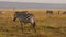 Slow Motion of Zebra Herd Walking, Africa Animals on Wildlife Safari in Masai Mara in Kenya at Maasa