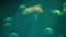 Slow-moving flock of jellyfish, green fine background