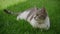 Slow optical zoom out from a domestic cat relaxing on a green grass lawn in the garden