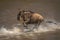 Slow pan of blue wildebeest creating spray