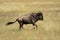 Slow pan of blue wildebeest on savannah