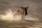 Slow pan of blue wildebeest in spray