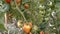 Slow pan from bottom to top over growing tomato plants in organic vegetable kitchen garden