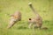 Slow pan of cheetah cub racing another