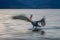 Slow pan of Dalmatian pelican splashing down
