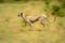 Slow pan of female cheetah crossing grass